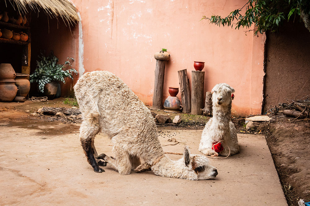 Alpacas descansando en Chinchero.