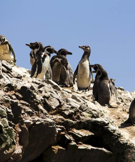 Tour Islas Ballestas y Paracas desde Ica o Huacachina