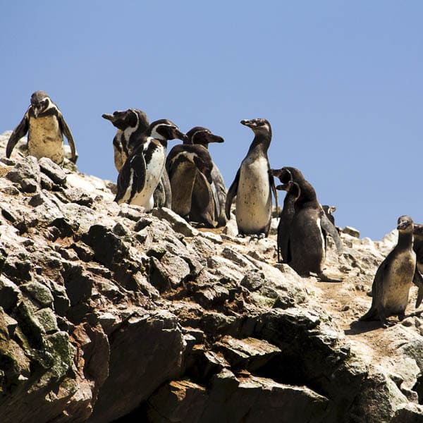 Tour Islas Ballestas y Paracas desde Ica o Huacachina