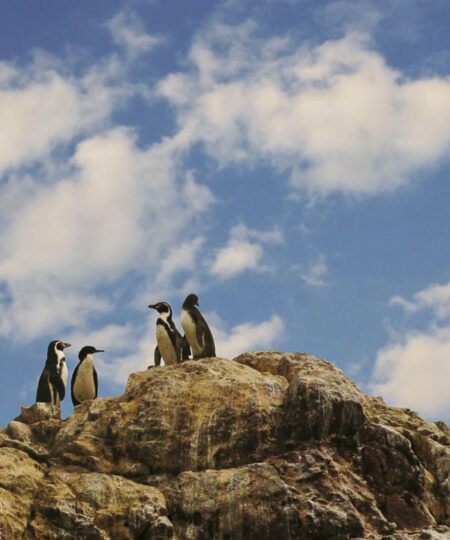 Tour Islas Ballestas y Paracas desde Ica