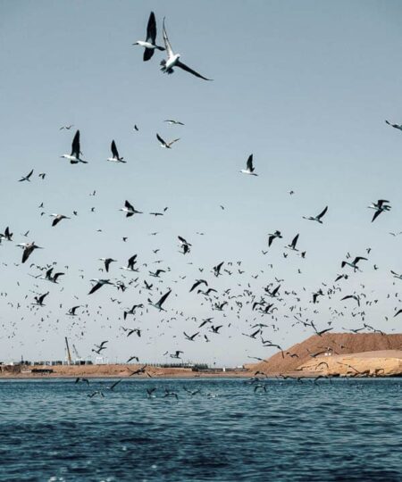 Tour Islas Ballestas y Paracas desde Ica