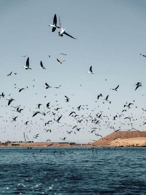 Tour Islas Ballestas y Paracas desde Ica