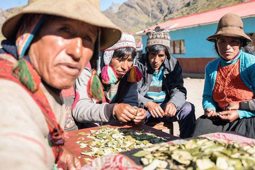 Pobladores de una comunidad andina intercambiando hojas de Coca