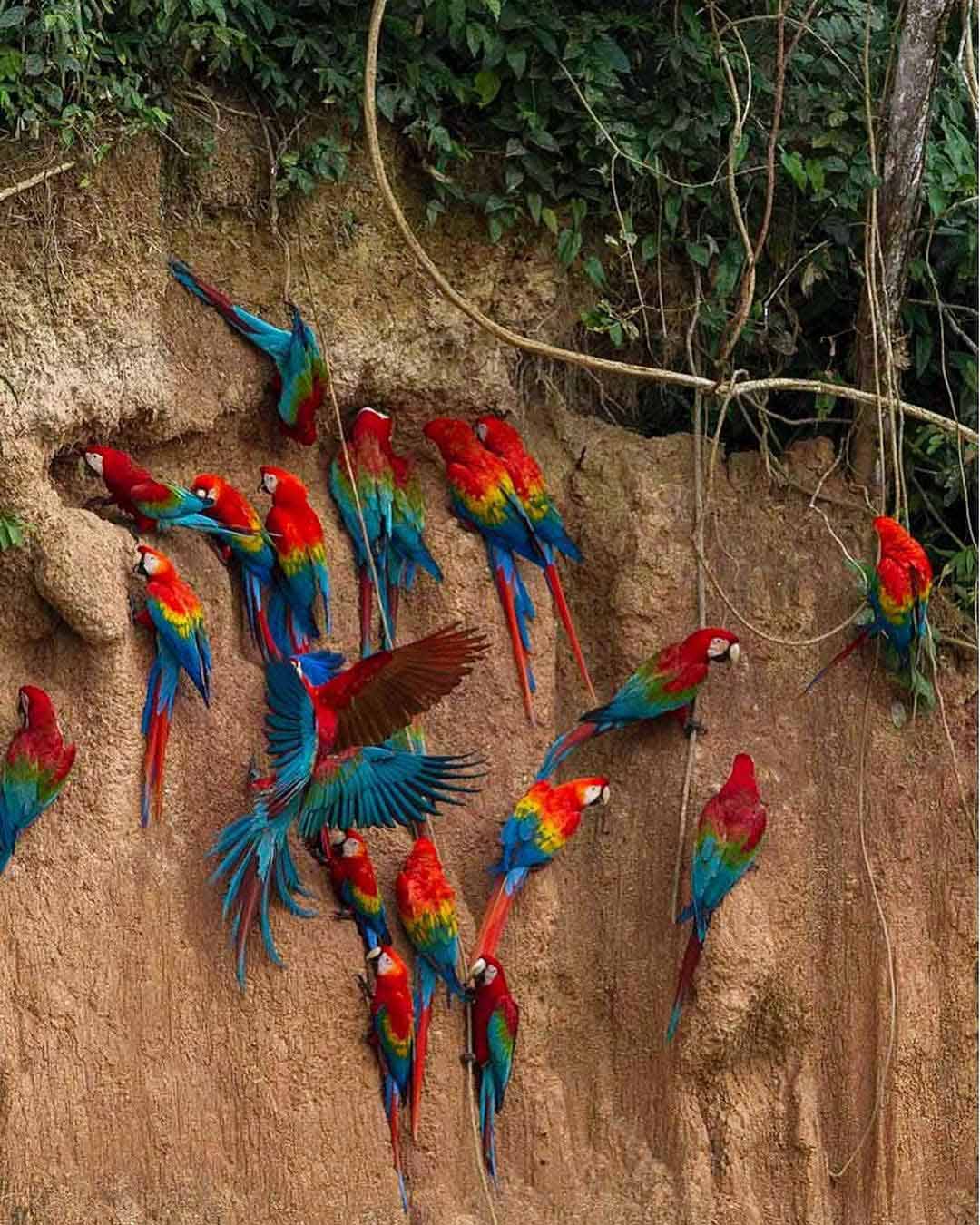 Guacamayos dentro de la Reserva Nacional de Tambopata 