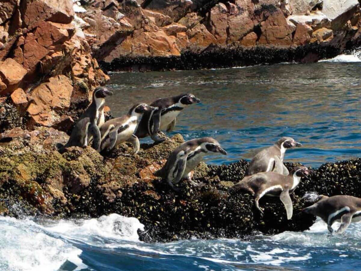 Reserva Nacional de Paracas 