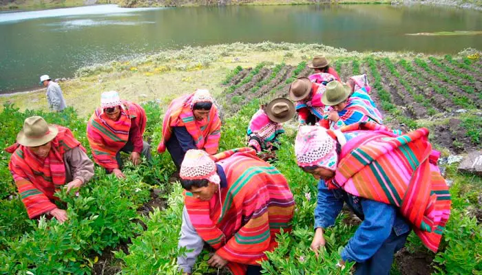 La agricultura actualmente, es considerada una de las actividades principales del Perú