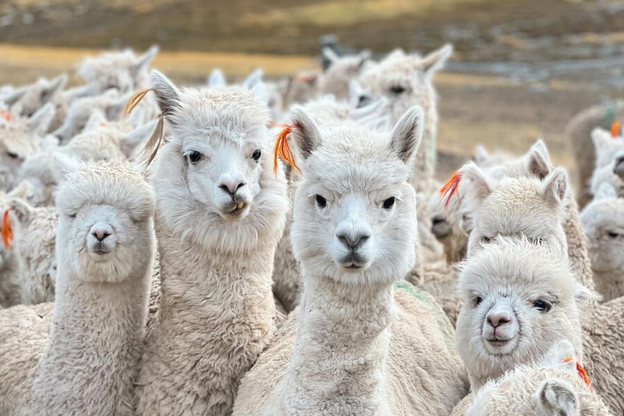 Guía completa sobre la ropa de Alpaca: beneficios y consejos – Be ALPACA