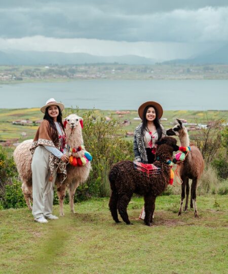 alpacas & llamas vibes