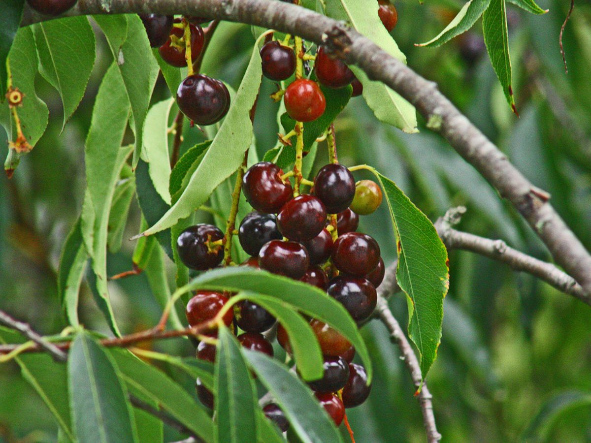 Capuli