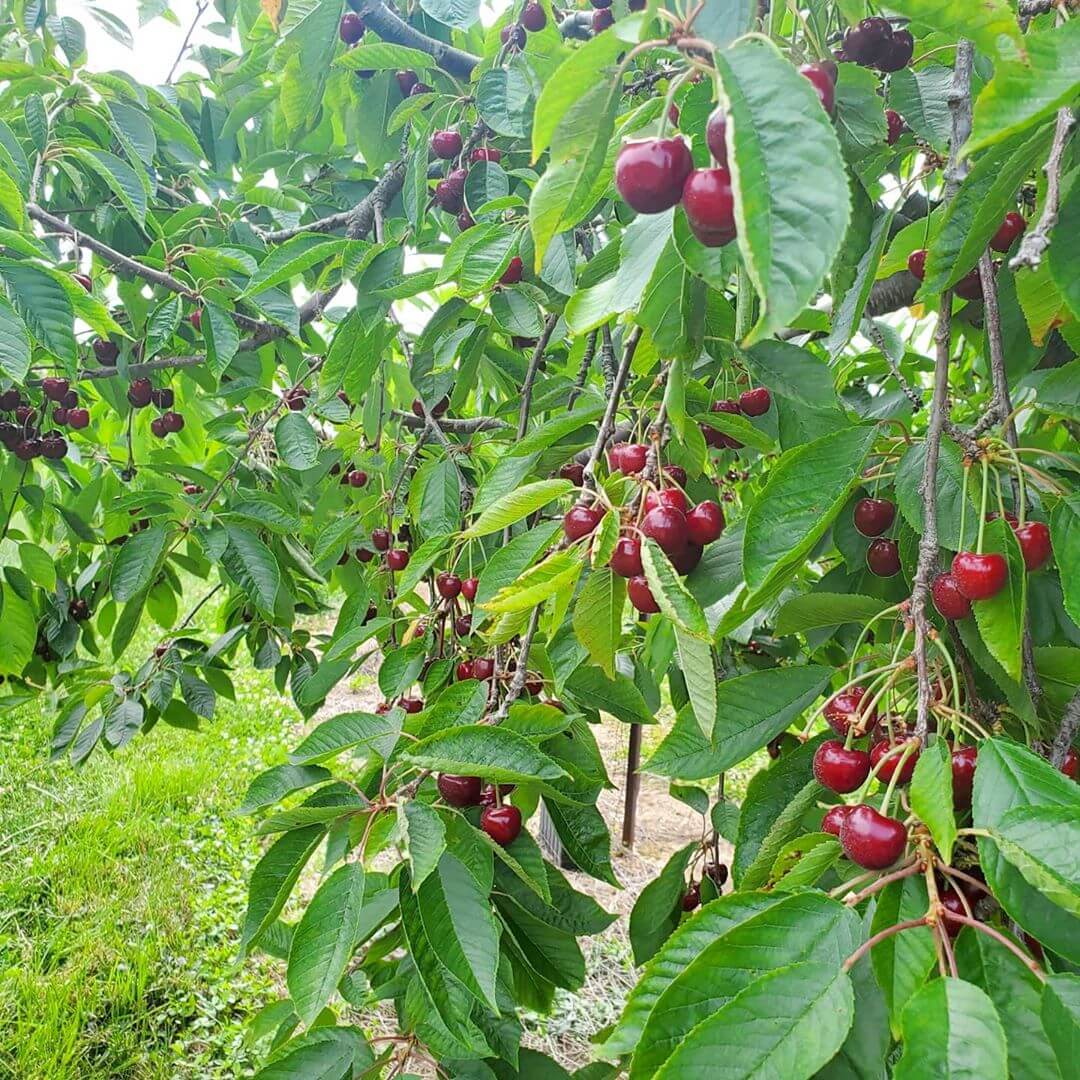 Frutos de capuli Frutos de capulí para el mal de alturas
