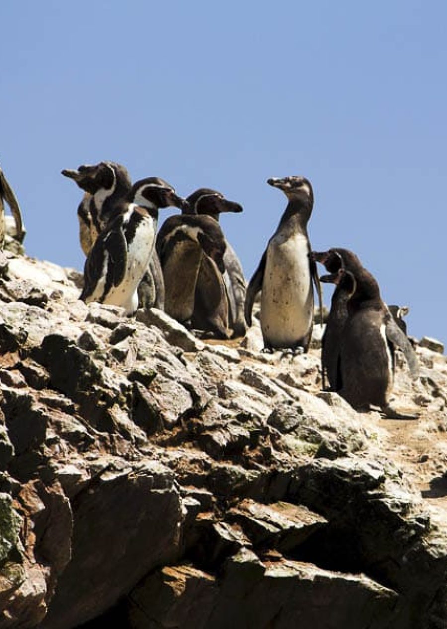 Tour Islas Ballestas y Paracas desde Ica o Huacachina