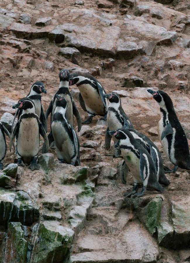 Islas Ballestas + Huacachina desde Lima full day