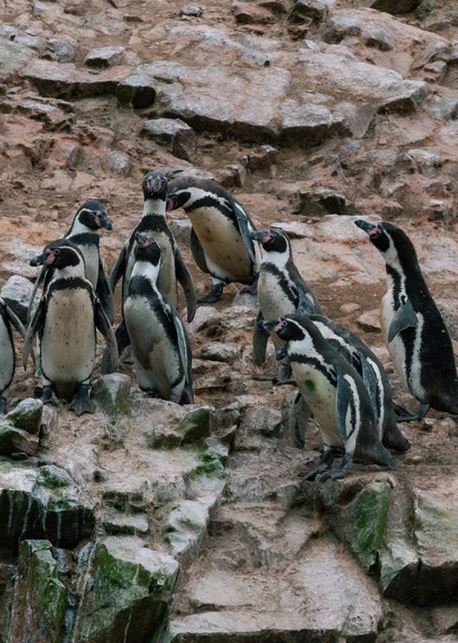 Islas Ballestas + Huacachina desde Lima full day