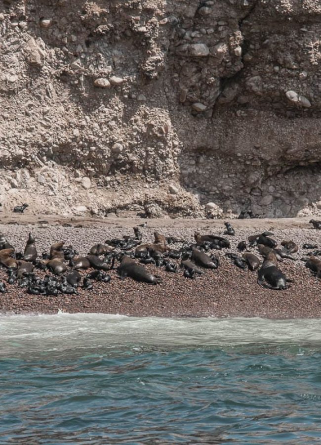 Tour Islas Ballestas full day
