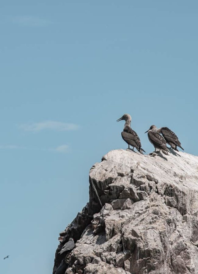 Tour Islas Ballestas full day.