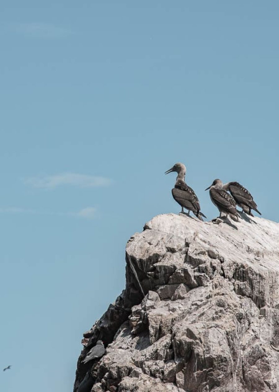 Tour Islas Ballestas full day.