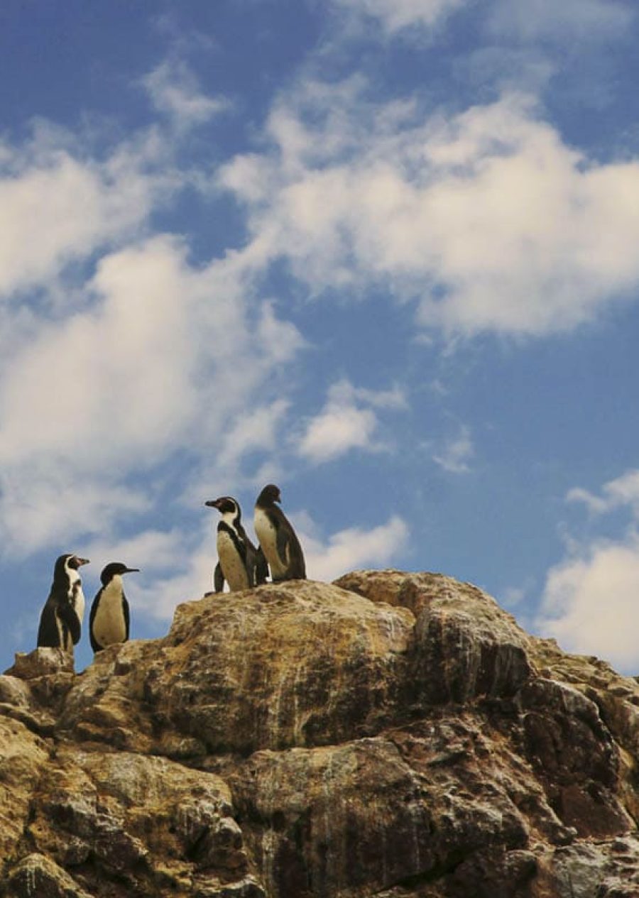 Tour Islas Ballestas y Paracas desde Ica