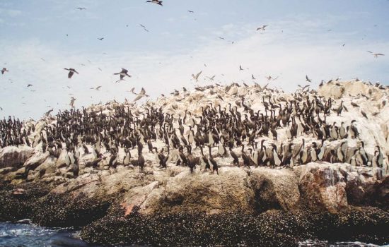 Pingüinos en las Islas Ballestas