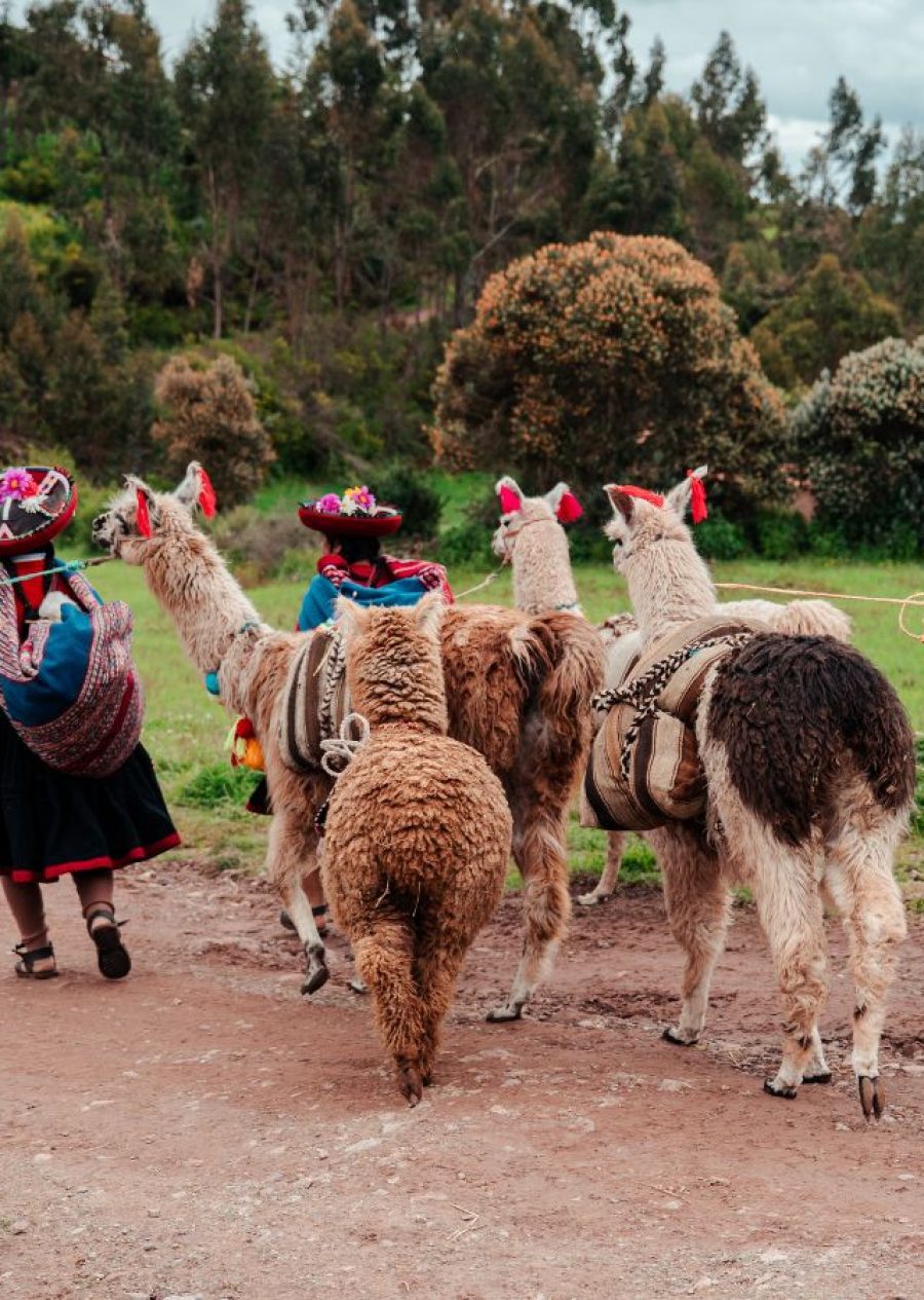 alpacas & llamas vibes
