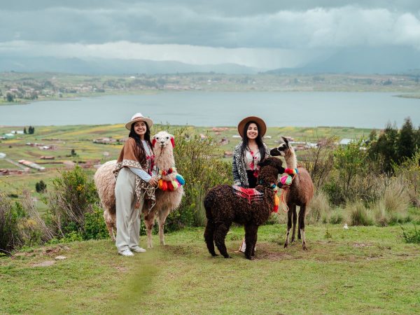 alpacas & llamas vibes
