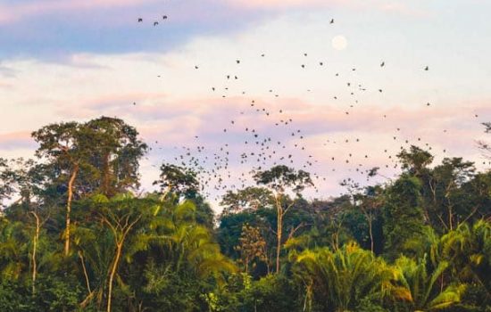 Tour Tambopata Programa Lobo de Rio 3 días 2 noches