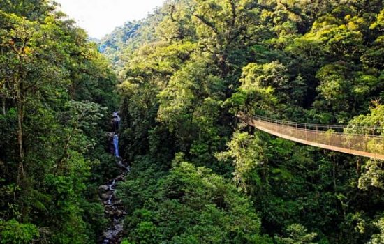 Foto destacada Tour Programa Sandoval Rain Forest 4 días 3 noches