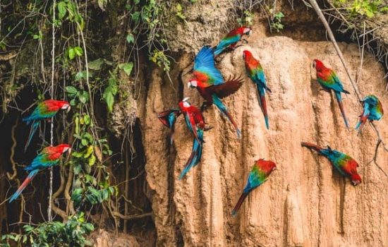 Foto destacada Tour a la Selva Programa Tarantula 6 días y 5 noches