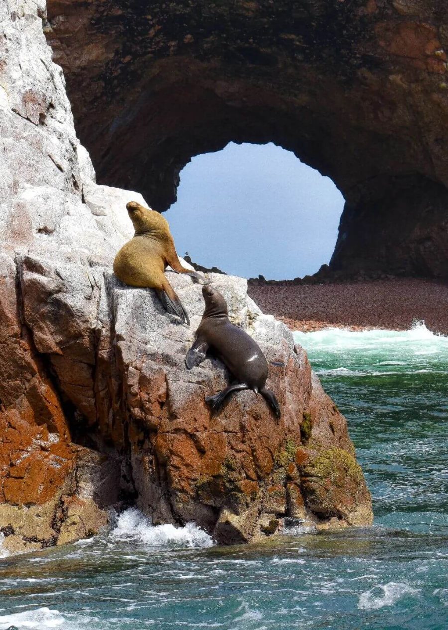 Islas Ballestas + Huacachina desde Paracas en auto privado