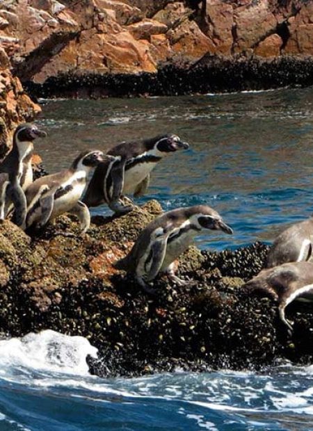 Tour Islas Ballestas
