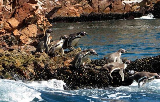 Tour Islas Ballestas