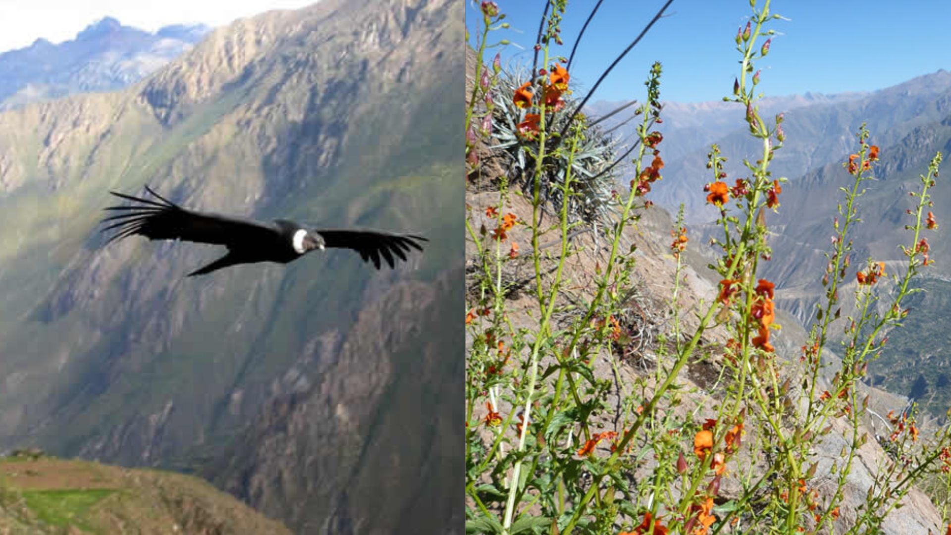 cañon del colca flora y fauna