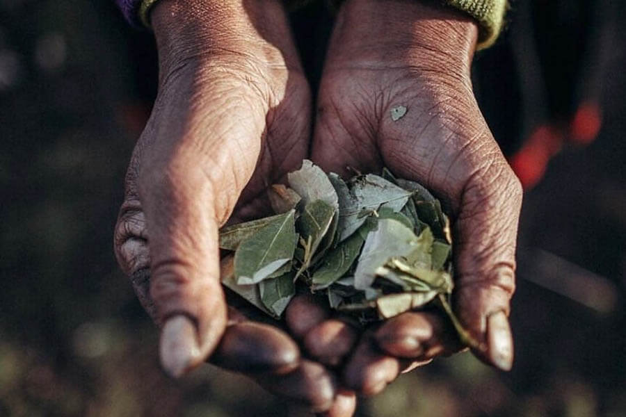 Hojas de coca para el mal de altura Hojas de coca para el mal de altura o soroche