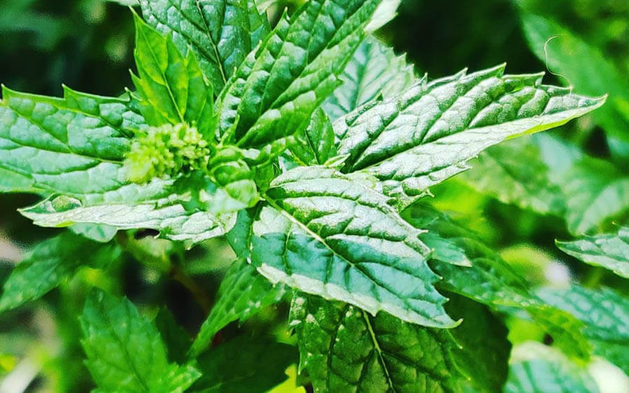 Menta, planta medicinal para el mal de altura Menta, planta medicinal para el mal de altura