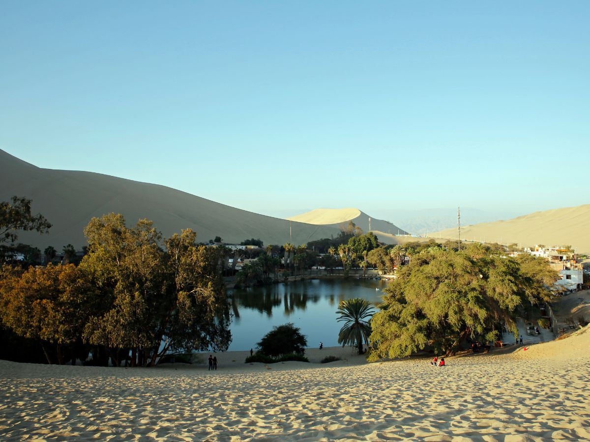 fauna de huacachina