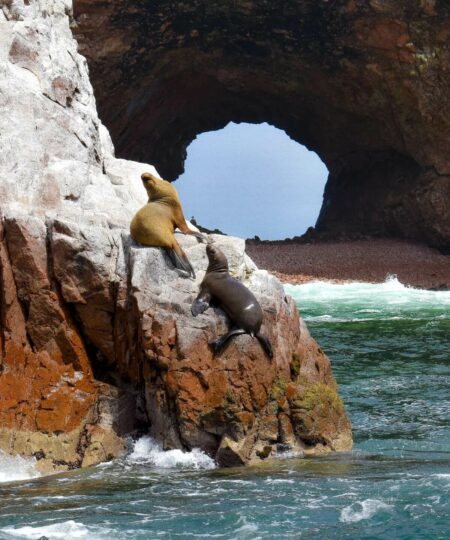 Islas Ballestas + Huacachina desde Paracas en auto privado