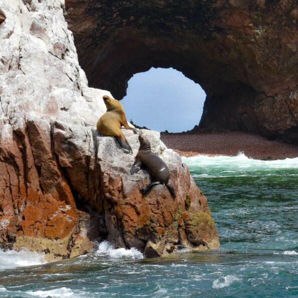 Islas Ballestas + Huacachina desde Paracas en auto privado