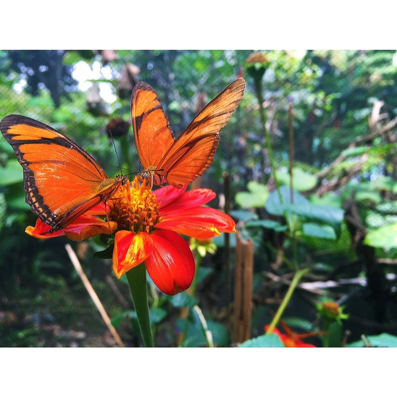 mariposario