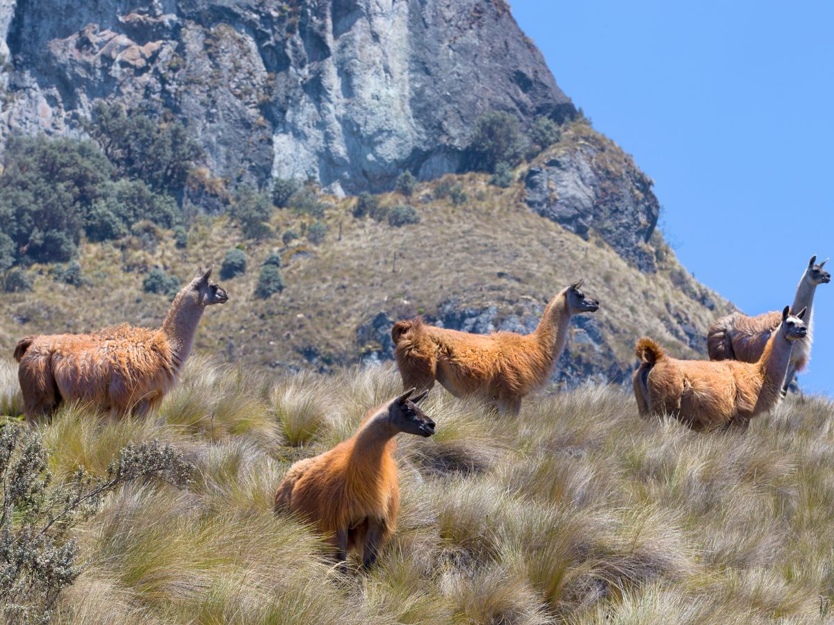 salkantay trek fauna